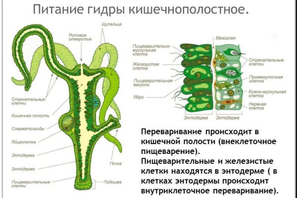 Омг omg omgruzxpnew4af onion